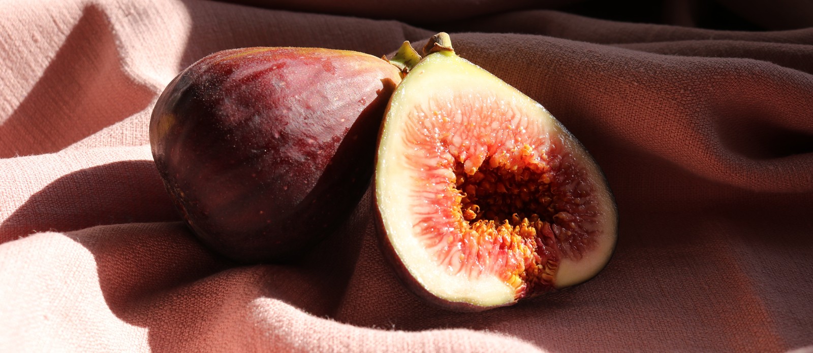 To which family of plants do Figs belong?