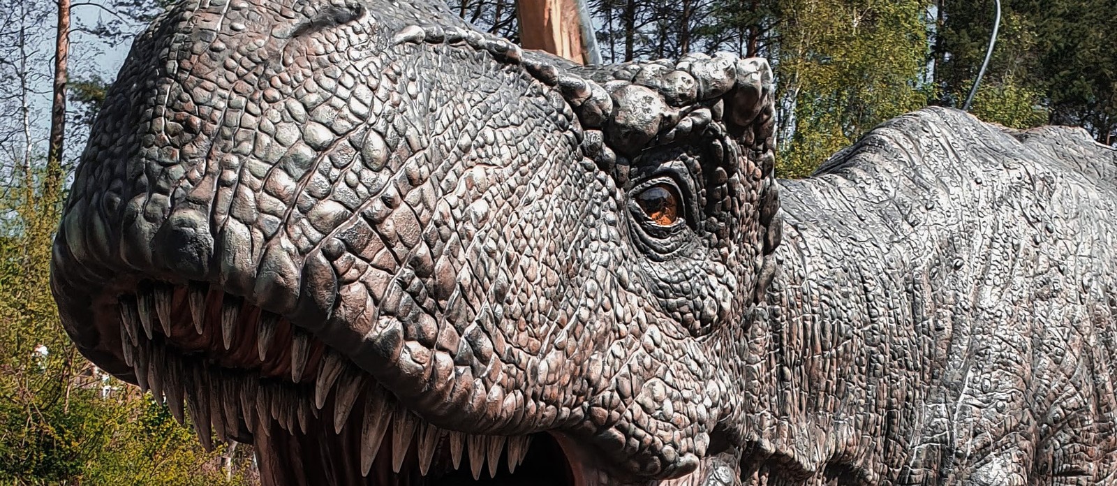 Which of these animals are direct descendants of the dinosaurs?