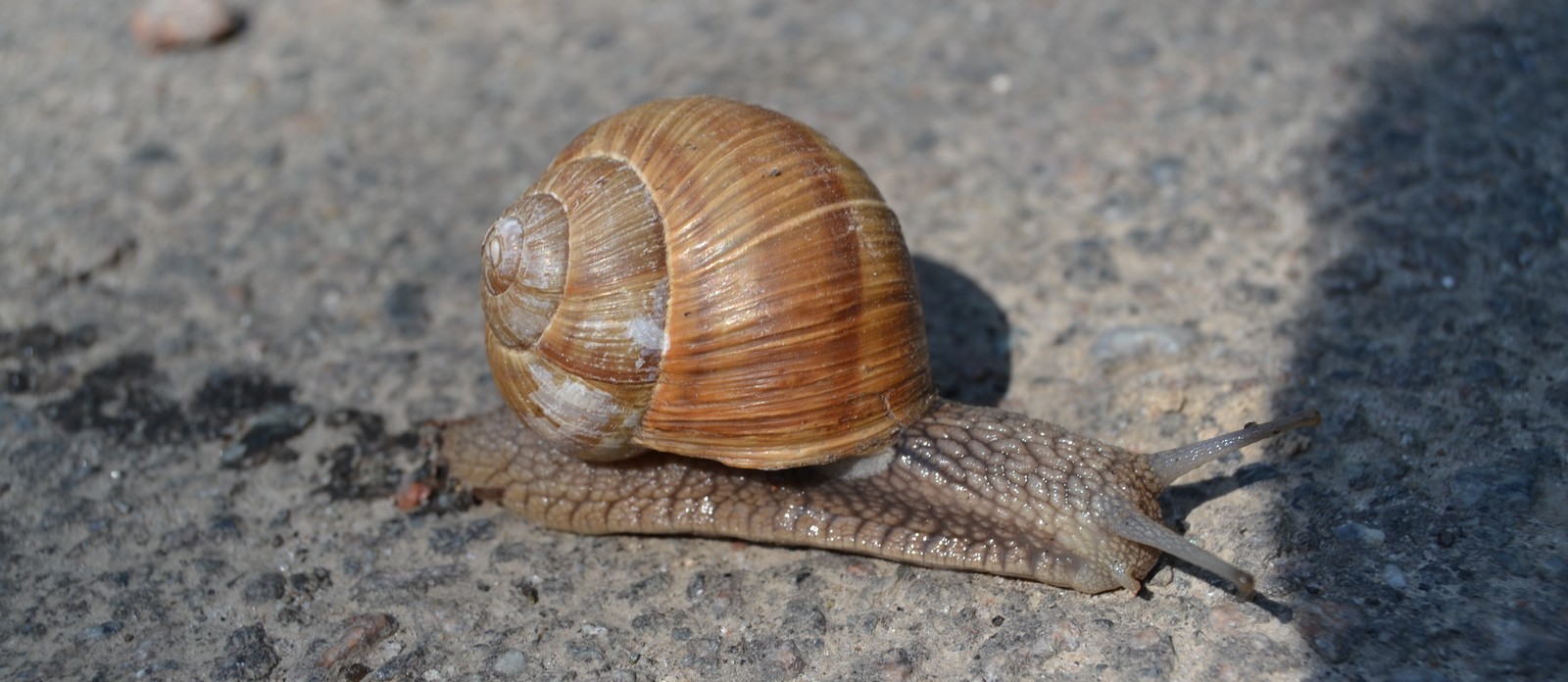 Which term is used to describe creatures such as snails and slugs?