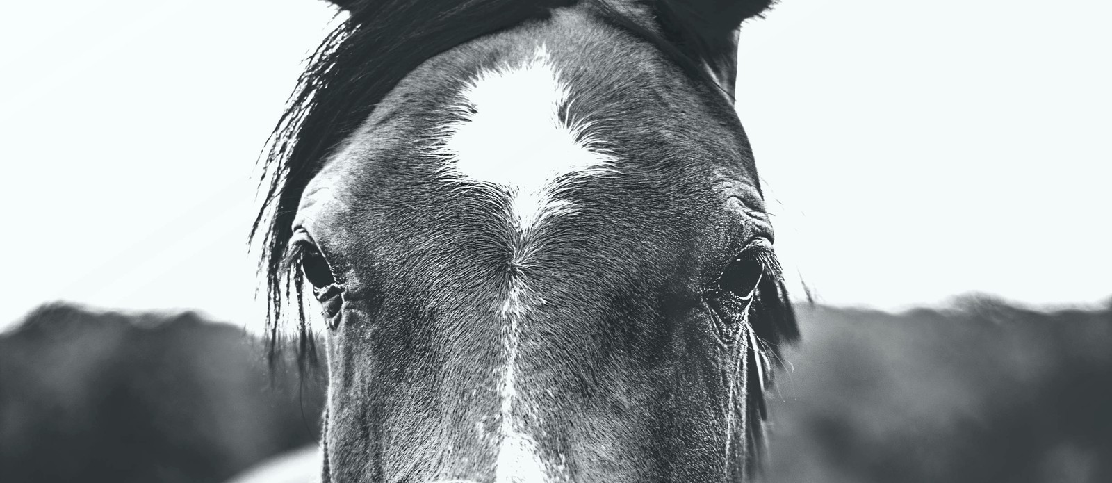 What is an adult female horse called?