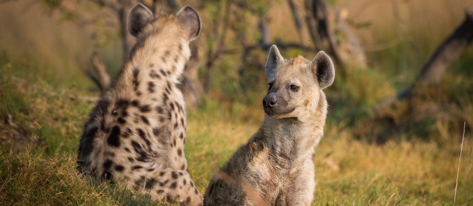 What sort of diet does a hyena have?