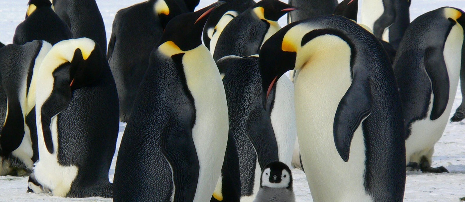 What is the life expectancy of an emperor penguin in the wild?